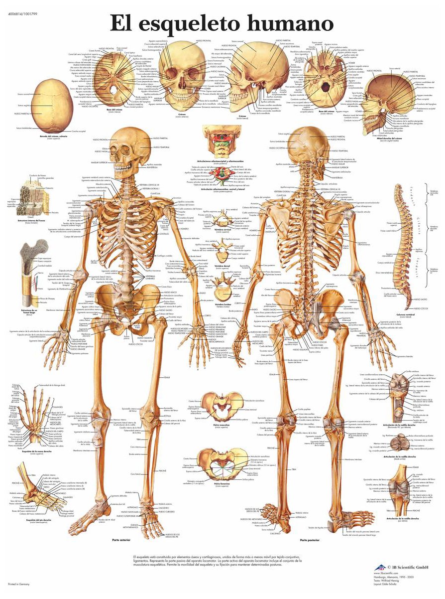 3B Scientific Printed in Paper, The Human Skeleton, 1