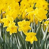Van Zyverden Daffodils Dutch Master Set of 25 Bulbs
