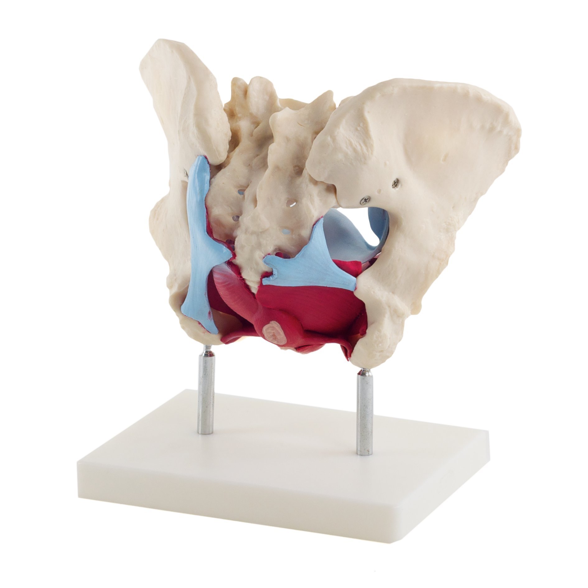 HeineScientific Female Pelvis Model with Pelvic Floor Muscles