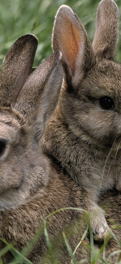 PeelitStickit Two Rabbit, Animal Wall Murals ID-253, vinyl