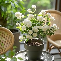 Glamaours 20pcs White Jasmine Flower Seeds, Fragrant Home Garden