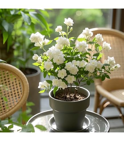 Glamaours 20pcs White Jasmine Flower Seeds, Fragrant Home Garden