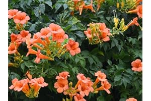 Greenwood Nursery: Live Perennial Plants - Orange Trumpet Creeper Vine + Campsis Radicans - [Qty: 2X Pint Pots] - (Click for Other Available Plants/Quantities)