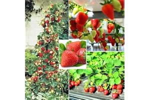 S-pone 250+ Red Climbing Strawberry Seeds Everbearing Fruit Plant Home Garden Sweet and Delicious