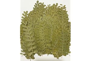 UOKWIWI 12 pcs Leaf Real Natural Dried Pressed Flowers for Resin Scrapbooking DIY Candle Decoration Jewelry Crafts