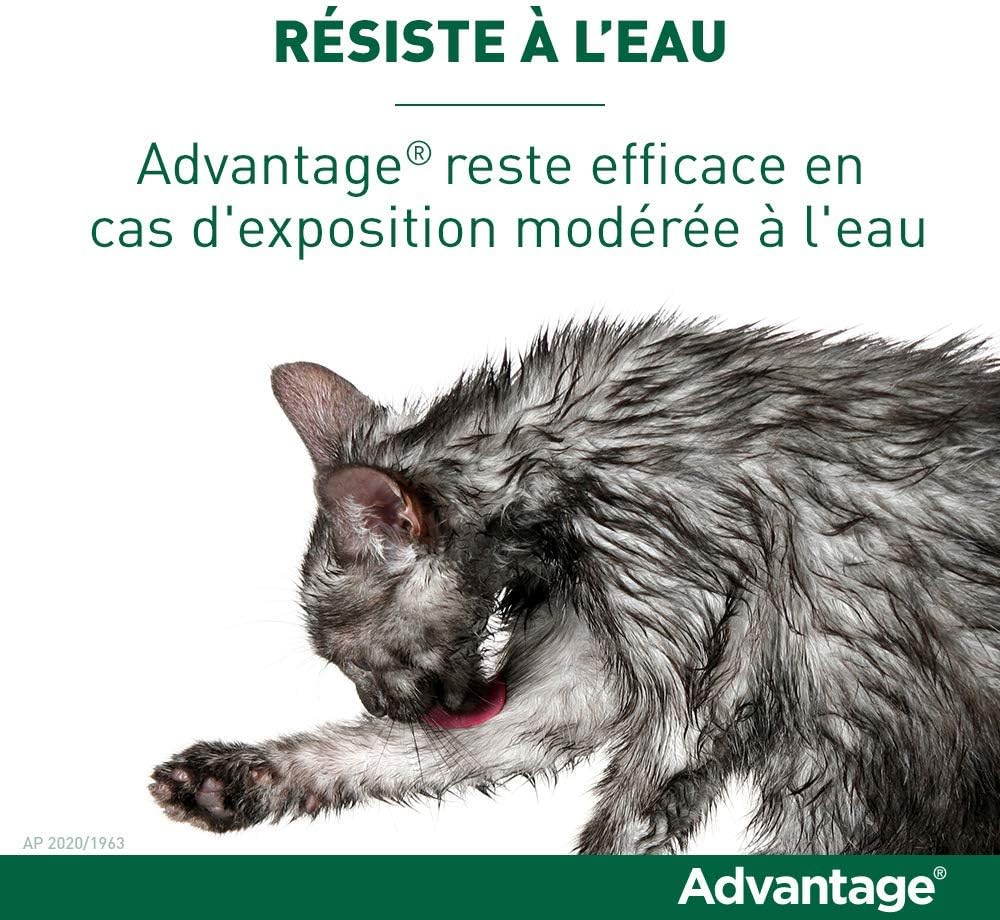 Advantage Chat Anti Puces Pour Chats Moins De 4kg 4 Pipettes Amazon Fr Animalerie