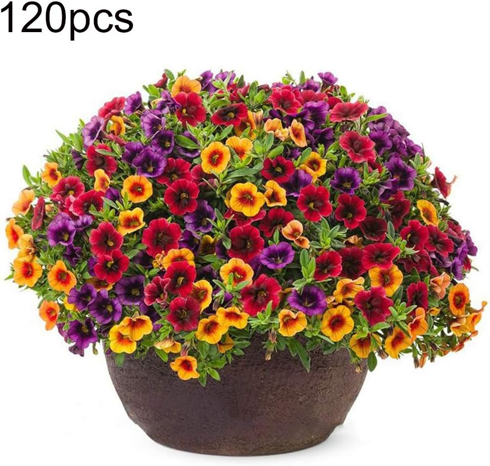 junshi11 120Pcs Mixed Gloxinia Calibrachoa Petunia Flower Seeds Yard Bonsai Plant,Easily Grow,Annual Temperate Planting,Decoration Garden Gifts 120pcs