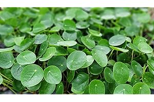 3EXOTICGREEN Chinese Money Plant - Pilea Plant Live in 3-Inch Nursery Pot, Pilea Peperomioides Plant Live, Exotic Tropical Indoor House Plant, Ideal Housewarming Gift, Pilea Chinese Money Plant
