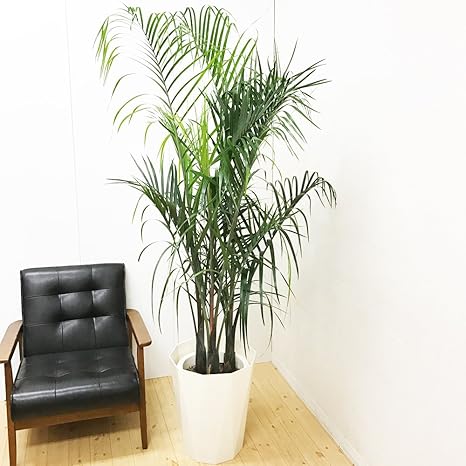 Amazon 三角ヤシ ミエミツヤシ 10号 トライアングルパーム 観葉植物 大鉢 観葉植物 インテリア 大型 オシャレ 大きい 尺鉢 大サイズ 本物 観葉植物 オンライン通販