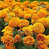 Marigold Seeds for Planting Outdoors, Pack of 6000