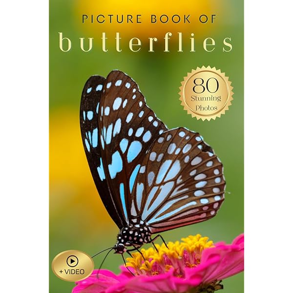one hundred butterflies  写真集　100の蝶 Amazon.com: One Hundred Butterflies: 9780316033633: Feinstein