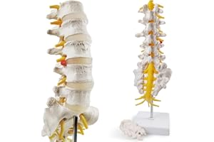 HADWYN 2025 New Life Size Lumbar Spine Model -Human Lumbar Vertebrae Anatomy Model with Sacrum and Spinal Nerves Medical Chiropractor Medical Student Study Teaching Demonstration