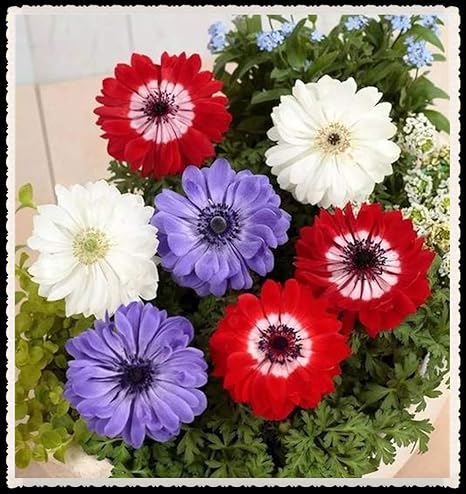 Amazon アネモネ 球根 生きている植物カラフル 楽しい 春に咲くレアでレア 屋外庭園 3色 各色に4つの球根 12球根 花