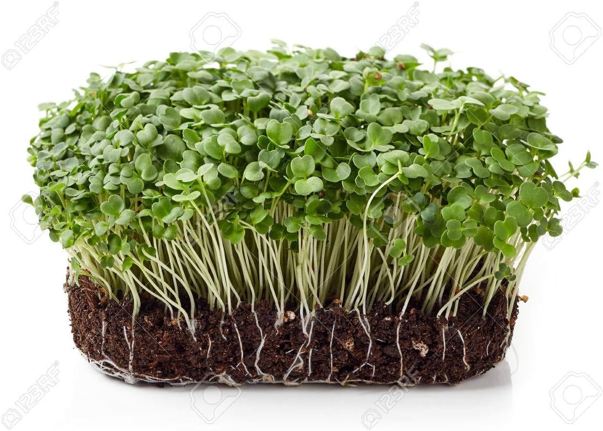 Natures Root Organic Rocket (Arugula) Seeds 250g - Sprouting Microgreens - Image 4