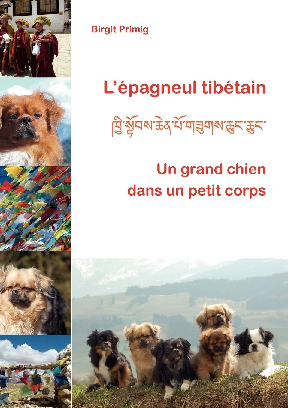 Amazonfr Lépagneul Tibétain Un Grand Chien Dans Un