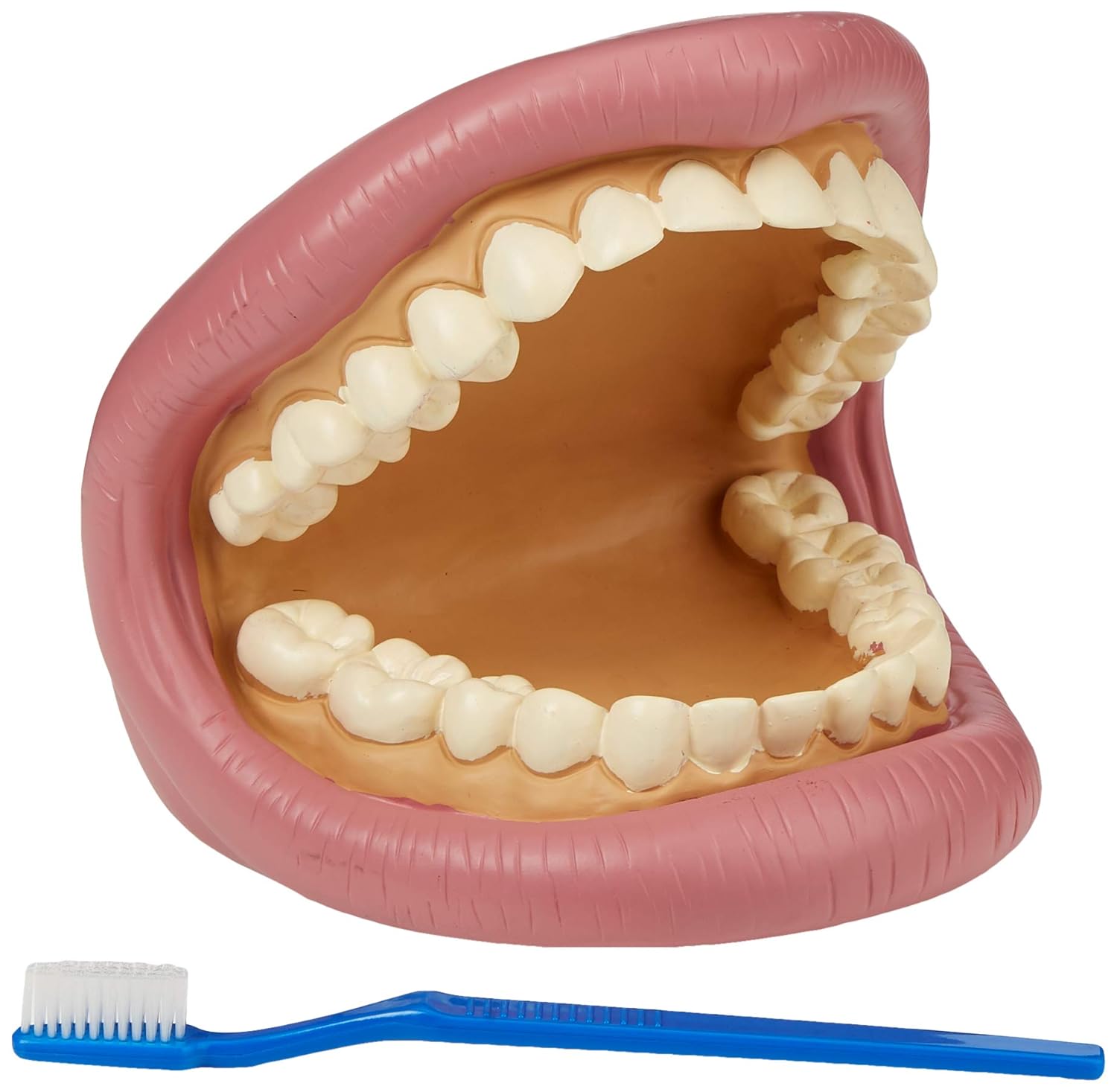 TickiT 03083 Maqueta de dientes gigantes para demostración dental