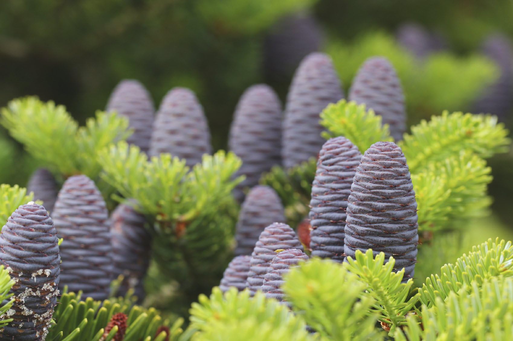 1 Korean Fir Tree/Abies Koreana, 15-20cm Tall, Very Popular Ornamental Plant 3fatpigs®