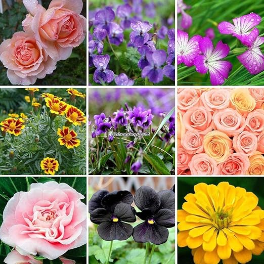 AGROBITS Tipo 1: 30Pcs Cultivar un huerto casero balcón en Maceta ...