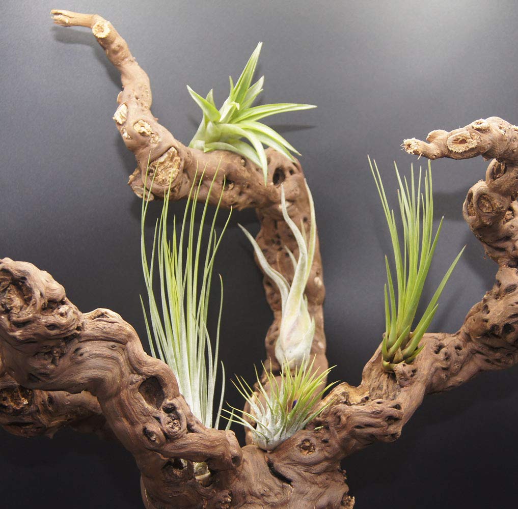 Set of 8 Tillandsias, Air Plants Buy Online in United Arab Emirates at
