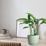 PROFIKLA Plastic Plant Pots Set 20/18/16 cm with Drainage Holes and Saucers view 5