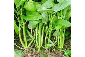 VISTATU 500+ Kong Xin CAI Vegetable Seeds Water Spinach Kangkong Delicious Vegetable Seeds for Green Leaf Planting Garden Non-GMO Choy Ong Seed