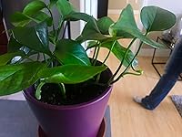 Review Image by LAURÉN LAURÉN