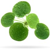 20+ Leaves Amazon Frogbit (+Free Bonus Plant) Live Floating Plant for Aquarium (Limnobium Laevigatum) by Aquarigram