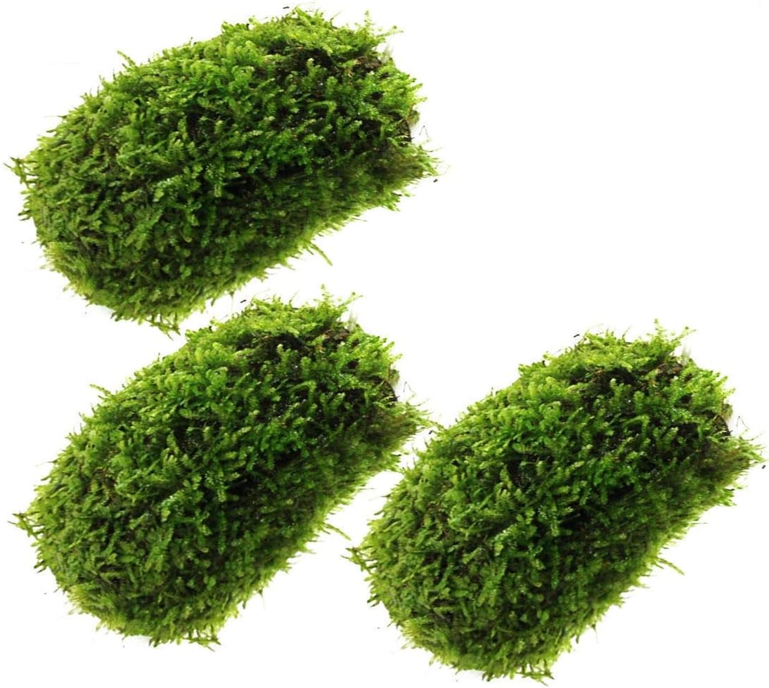 Luffy 3 Pcs. Coco Mini Moss, Hiding & Breeding Spot for Fry & Shrimps, Aquatic Play Toy, Fish Moves Around or Swim Under, Builds a Beautiful Aquascape, Easy Care, Hardy, and Long-Lasting Plan