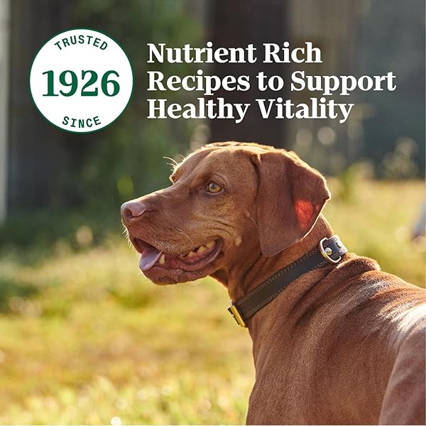 NUTRO NATURAL CHOICE CUTS IN GRAVY WET DOG FOOD, GRAIN FREE DOG FOOD WET LAMB AND BEEF RECIPES VARIETY PACK, 3.5 OZ. TRAYS (12 COUNT, PACK OF 1)