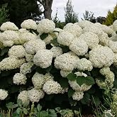 RedCrocus - RedCrocus Incrediball Storm Proof Hydrangea- Large, Bold Blooms, Deciduous, Easy Care, Pollinator Attractor, Container &amp; Garden Plant, Ideal for Borders &amp; Beds 3 Gallon