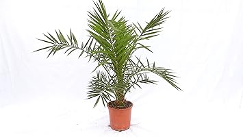 Xxl Phoenix Canariensis Palme 180 Cm Winterhart Kanarische Dattelpalme Baume Garten Ayurvedanetworkbhu Com