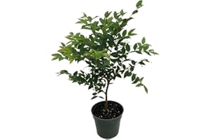 HIRT'S GARDENS Jabuticaba Tree - 4" Pot - House Plant, Outdoors or Bonsai