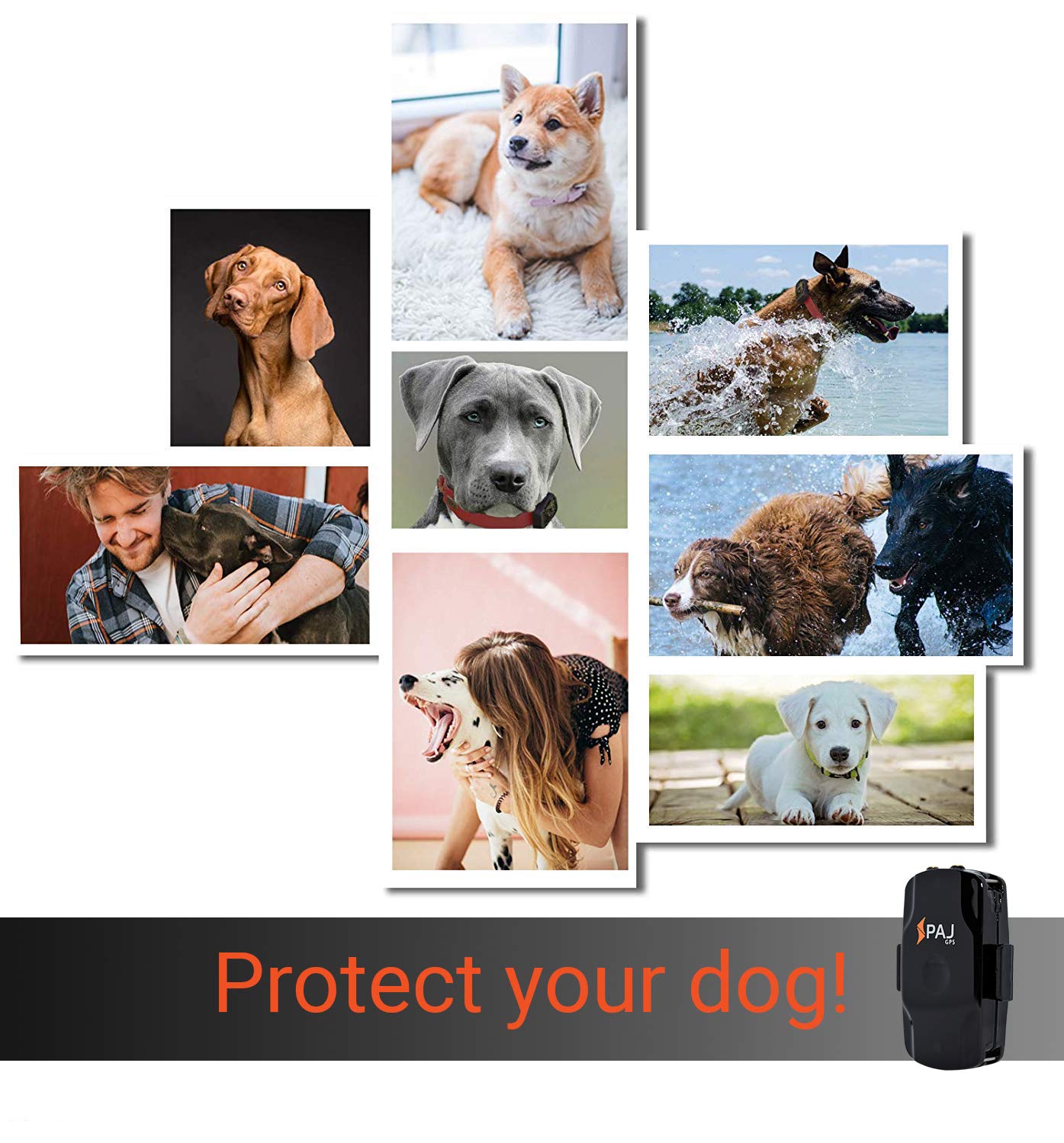 dog heat tracker app