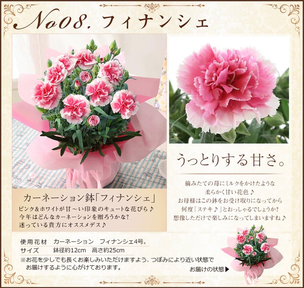 Amazon Bunbunbee 母の日 複色カーネーション鉢 スイーツセット フィナンシェ 文明堂の母の日カステラ 18 観葉植物 オンライン通販