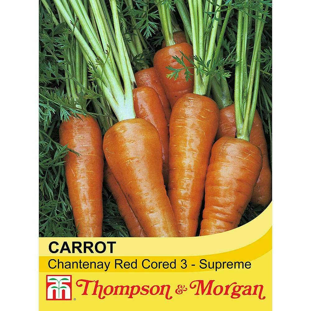 Carrot Vegetable Seeds Garden Plant Chantenay Red Cored, Ideal for Allotments, 1 Packet Containing 1500 Seeds by Thompson and Morgan