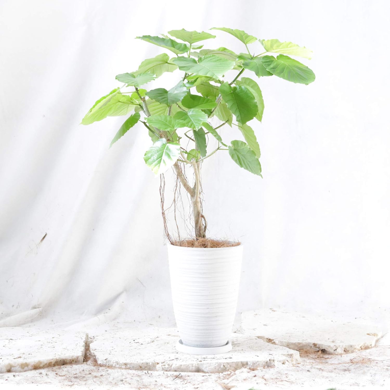 Amazon Co Jp ウンベラータ シュエットラウンド 樹脂 鉢 7号 高さ90 程度 観葉植物 室内向け 沖縄より直送 ホワイト ホーム キッチン