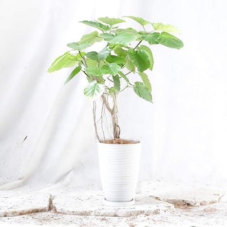 Amazon Co Jp ウンベラータ シュエットラウンド 樹脂 鉢 7号 高さ90 程度 観葉植物 室内向け 沖縄より直送 ホワイト ホーム キッチン