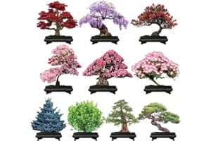 EKFRPAU 300+ Bonsai Tree Seeds – 10 Popular Varieties of Non GMO Heirloom Bonsai Seeds Blue Spruce, Boxwood, Dawn Redwood, Flame Tree, Judas Tree, Acacia, Wisteria, Cherry, red Maple, Black Pine