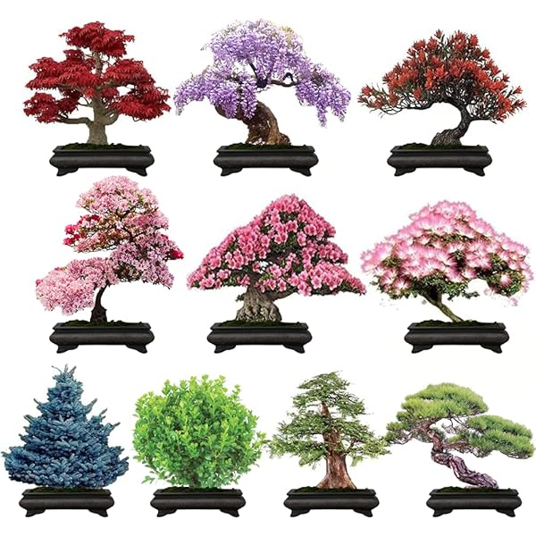 Bonsai Tree Kit Grow 4 Types of Bonsai Tree from Seed Highly