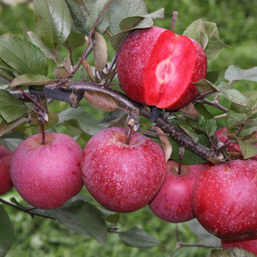 YouGarden Red Fleshed Apple Tree Tickled, 7.5 Litre Pot, Pink Amazon.co.uk Garden & Outdoors