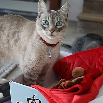 BoxCat Seasonal Cat Subscription Box – 4 GIANT Boxes Per Year with cat treats and cat toys: 2 Luxury Items