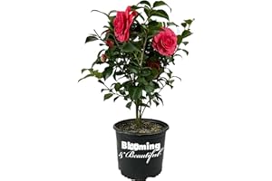 Blooming & Beautiful - Early Autumn Camellia - 3 Gal - Evergreen Shrub - Deep Pink Semi-Double Blooms -Blooms Sept to March - Hardiness Zones 7-9 - Camellia Japonica ‘Early Autumn’ - 3 Gallon Pot