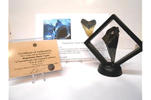 ROCKHOUND'S 1ST CHOICE Genuine Partial Megalodon Shark Tooth in Floating Frame w/COA
