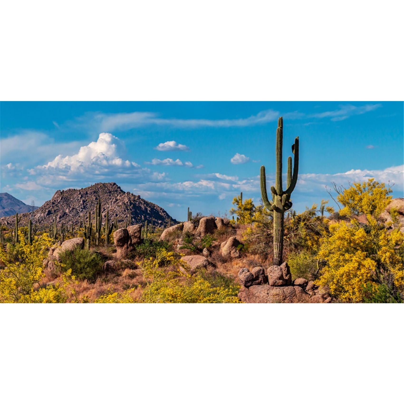 MIRRORANG 91x41cm Terrarium Background Mountain Rock Joshua Tree Blue Sky Huge Cactus Oasis Desert Gobi Reptile Habitat Background Vinyl Background — image 1