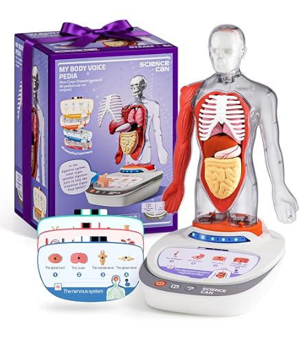 Amazon.com: 4D Vision Deluxe Human Anatomy Torso Model : Toys & Games