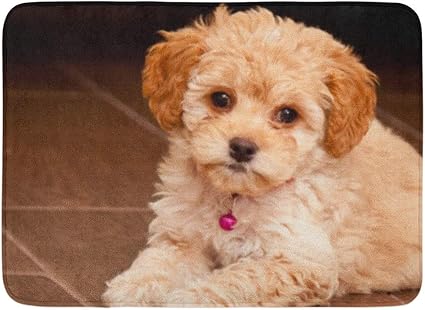 Alfombra De Bano Cachorros Bebe Maltes Caniche Mix Maltipoo Cachorro Perro Animal Bano Decoracion Alfombra Amazon Es Hogar Y Cocina