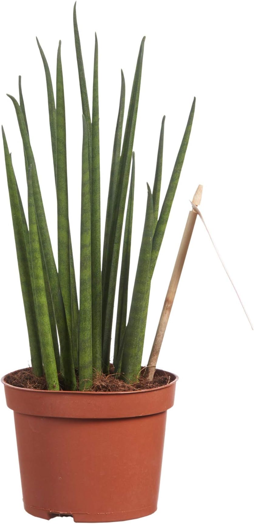 Sanseveria | Mother-Tongue | Succulent | houseplant | Height 30 cm | Pot 10 cm | Easy Maintenance