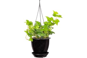 GENERIC Thorsen's Greenhouse Green English Ivy Plant, Hedera Helix, Trailing Plant, Live Indoor Plant, 4" Diameter Pot, Black Hanging Pot