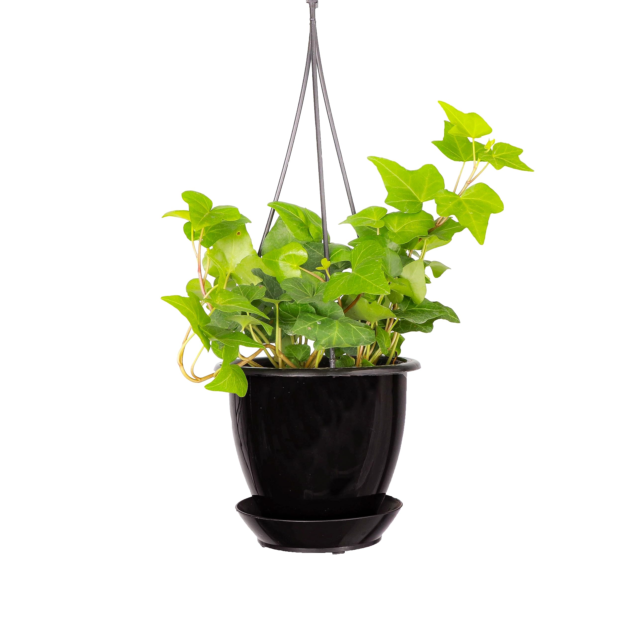 Thorsen's Greenhouse Green English Ivy