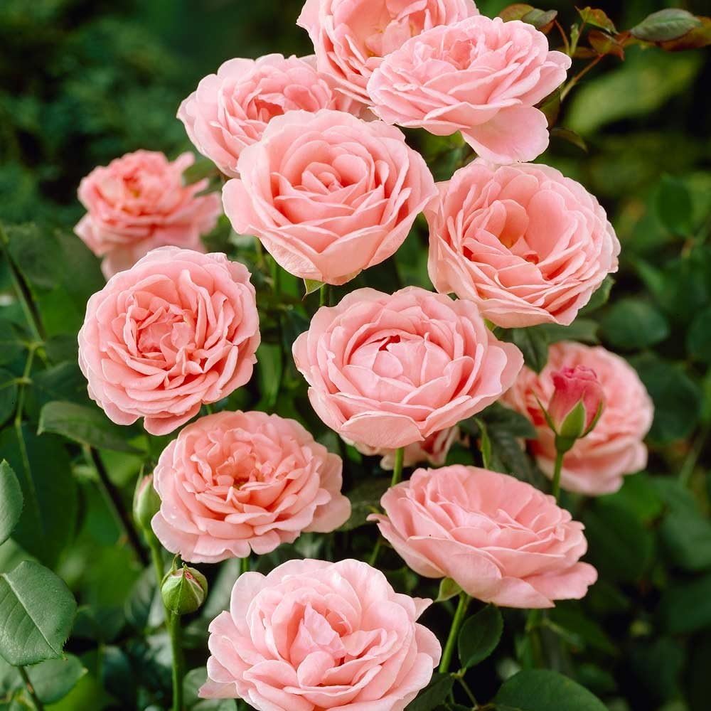 2 x Pale Pink 'Dearest' Floribunda Rose (Bare Root) Free UK Postage
